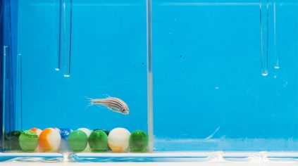 aquarium