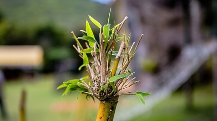 bamboo
