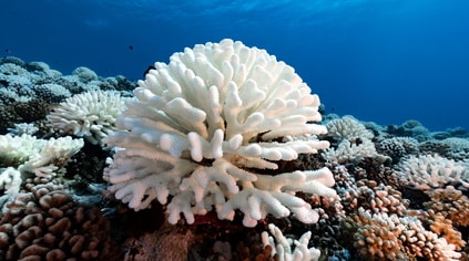 coral