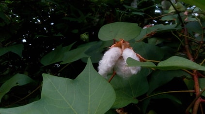 cotton