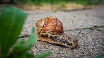 crawl