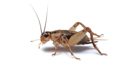 cricket
