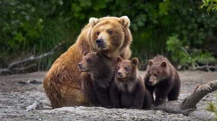 cub.jpg