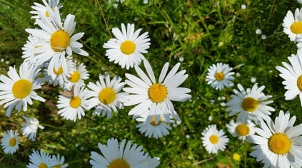 daisy