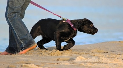disobedient