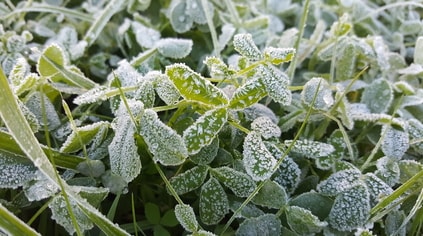 frost.jpg