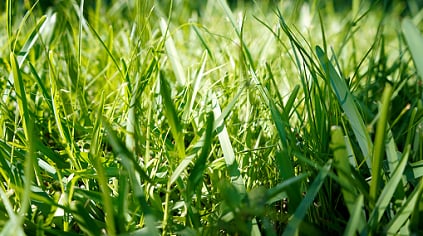grass