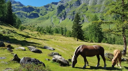 graze.jpg