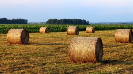 hay