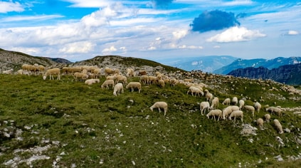 herd.jpg