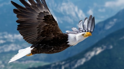 independence
