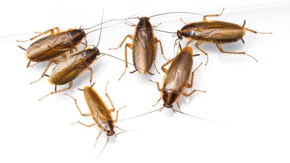 insect