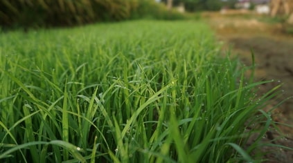 lawn.jpg