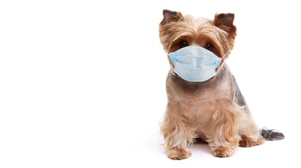 odour