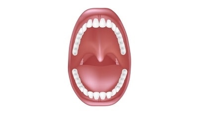 palate