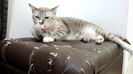 scratch.jpg
