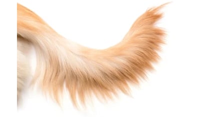 tail