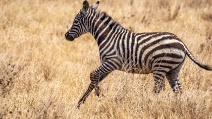 zebra